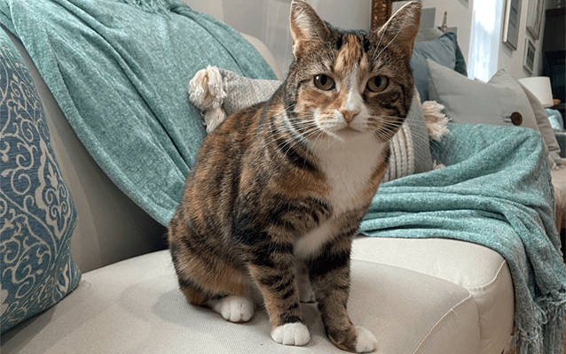 shannon fish cat lil mama