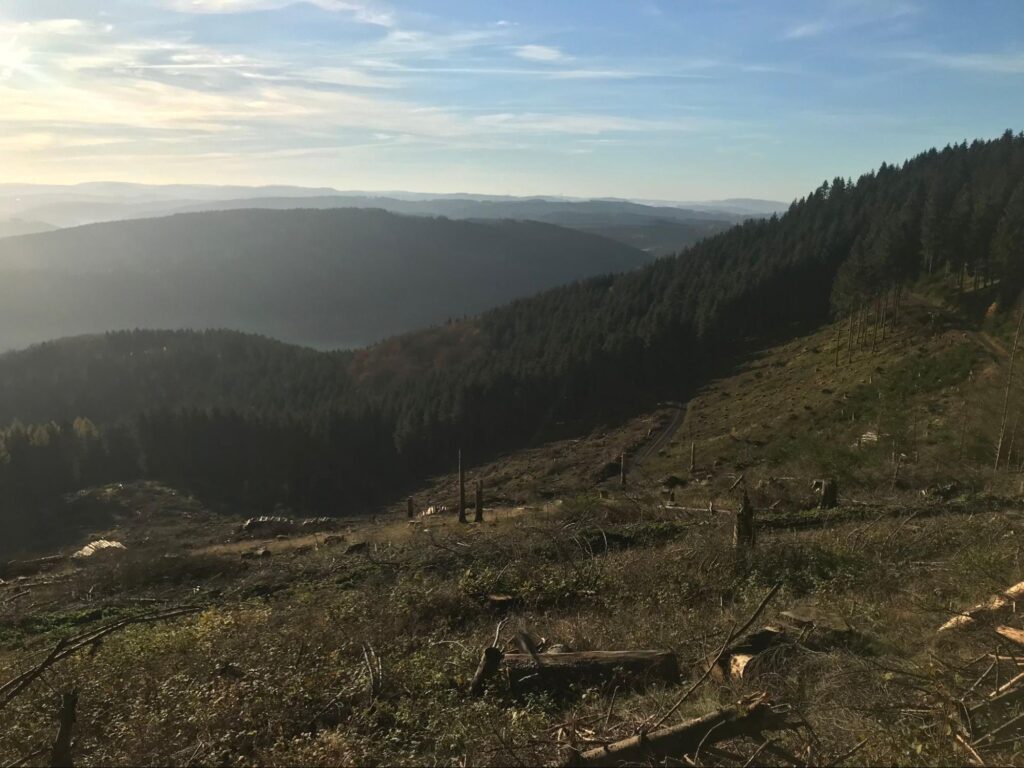 bavarian forest